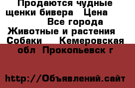 Продаются чудные щенки бивера › Цена ­ 25 000 - Все города Животные и растения » Собаки   . Кемеровская обл.,Прокопьевск г.